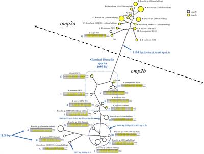 Omp2b Porin Alteration in the Course of Evolution of Brucella spp.